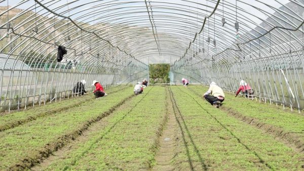 三羊财务 探协作实效，看振兴答卷：青岛网络媒体、网络大V直击东西部协作一线